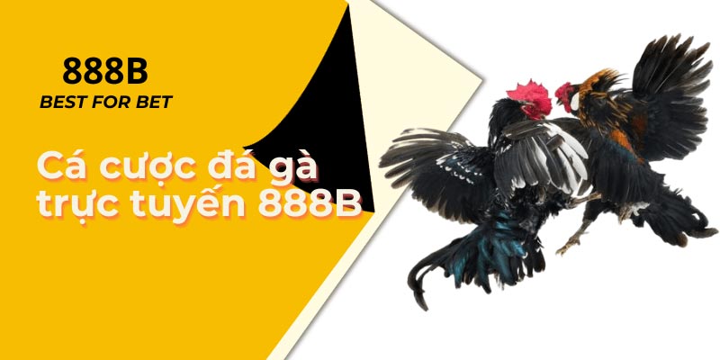 Đá gà 888B