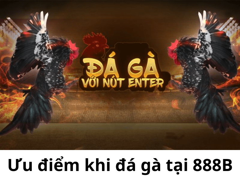 Đá gà 888b được truyền trực tiếp