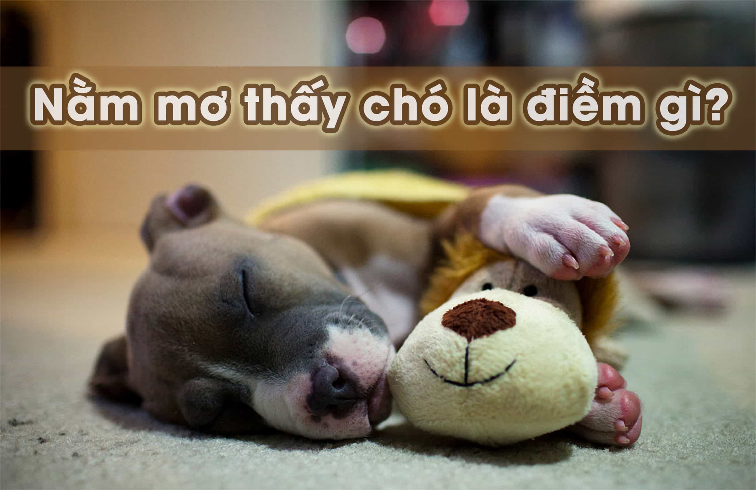 Tại sao nằm mơ thấy chó được nhiều người quan tâm?
