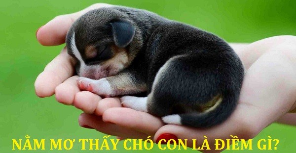 Nằm mơ thấy chó đánh lô nào may mắn trúng giải? 